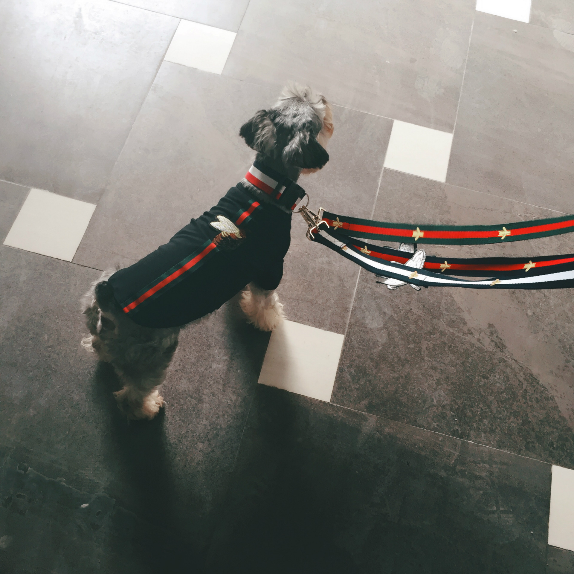 Приливная подтяжка Pet Tidal Dog Bighting Teddy Snownari лучше лучше бетта по поясу.