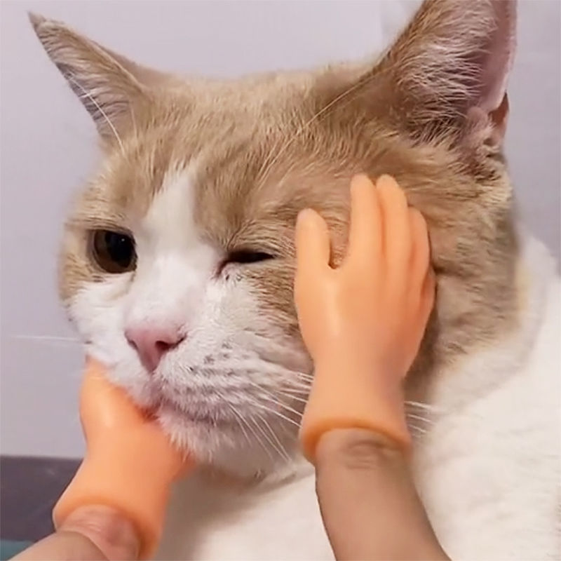 撸 Пальцы кошки, мусор, пять пальцев, открыть ладон