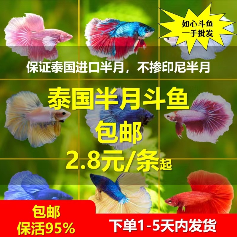 泰国 Douyu Live Fish Douyu Оптовая декоративная рыб
