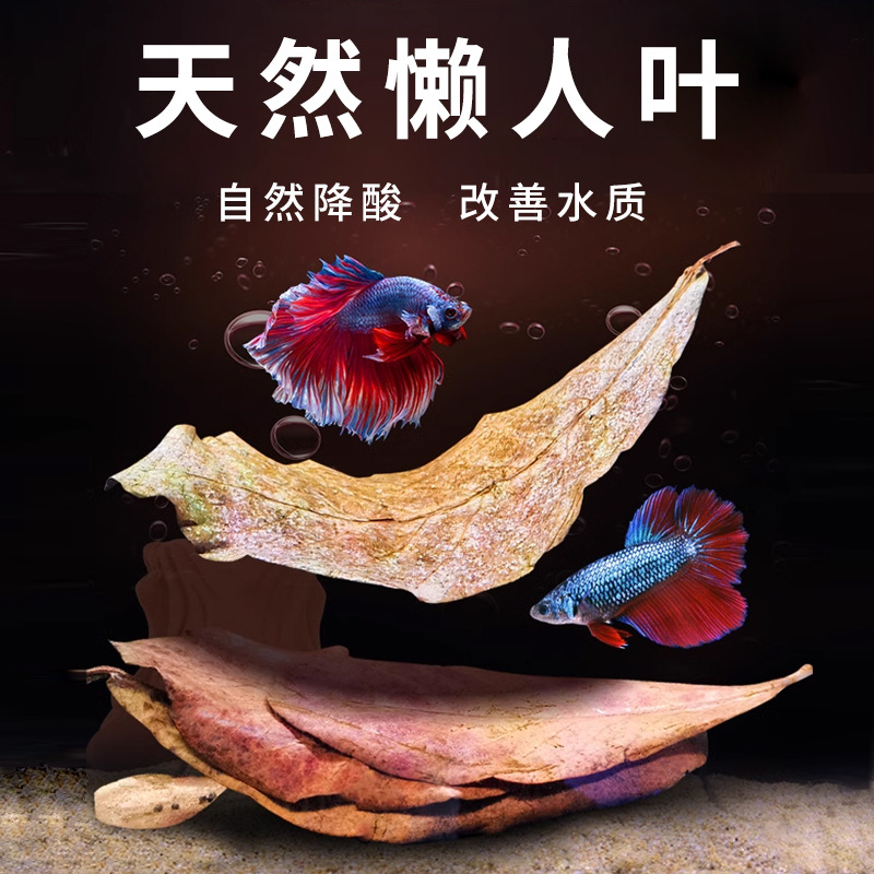 Douyu Lazy Lazy Leaf Aquarrin Маленькие тропические тропические рыбы черные креветки рыбные аквариумы улучшают качество воды и недостаток pH