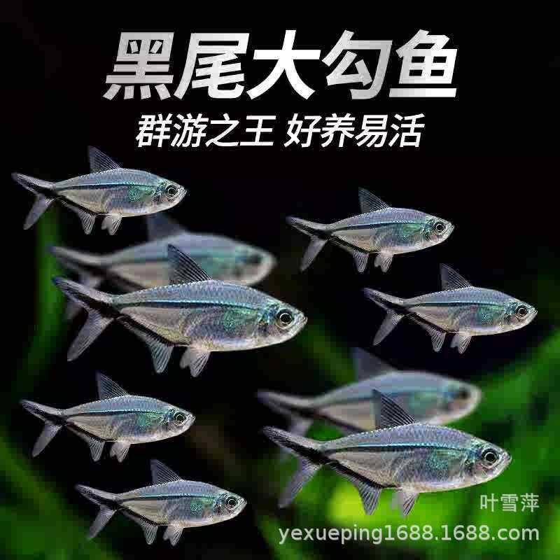 Blacktail Big Hook Fish Live Body Pult Flag маленький светло -рыбный бак групповой тур Тропический декоративный рыбацкий рыбац